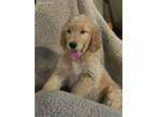 Golden Retriever Puppy for sale in Grayslake, IL, USA
