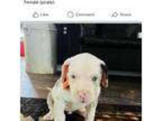 Great Dane Puppy for sale in Plant City, FL, USA