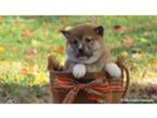 Shiba Inu Puppy for sale in Windsor, KY, USA
