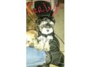 Havanese Puppy for sale in Ponca City, OK, USA