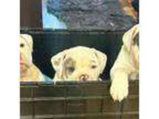Bulldog Puppy for sale in Dublin, CA, USA