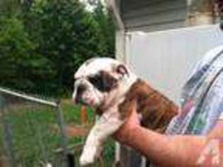 Bulldog Puppy for sale in TOWNVILLE, SC, USA
