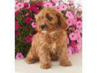 Cavapoo Puppy for sale in Reading, MI, USA