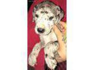 Great Dane Puppy for sale in Lakeside, CA, USA