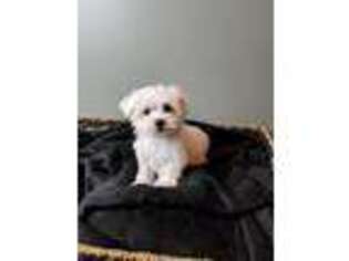Maltese Puppy for sale in Greenwood, IN, USA