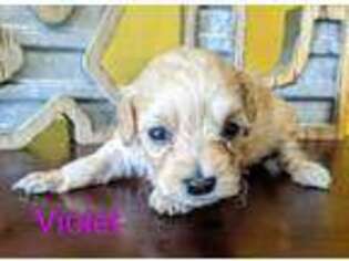 Mutt Puppy for sale in Wellsburg, IA, USA