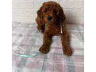 Mutt Puppy for sale in Mount Vernon, IL, USA