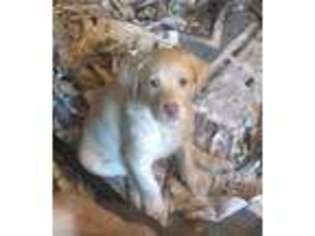 Labrador Retriever Puppy for sale in Canastota, NY, USA