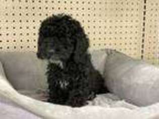 Mutt Puppy for sale in Redford, MI, USA