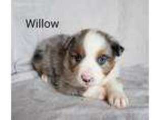 Miniature Australian Shepherd Puppy for sale in Carrollton, IL, USA