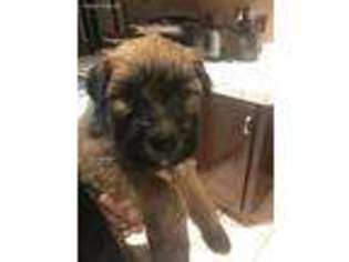 Soft Coated Wheaten Terrier Puppy for sale in Port Orchard, WA, USA
