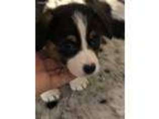 Pembroke Welsh Corgi Puppy for sale in Moultrie, GA, USA