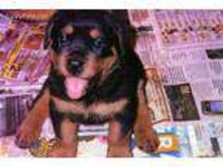 Rottweiler Puppy for sale in Markleysburg, PA, USA