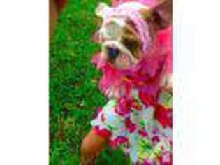 Bulldog Puppy for sale in SAINT PETERSBURG, FL, USA
