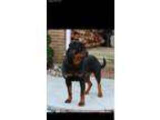 Rottweiler Puppy for sale in Bear, DE, USA