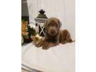Labrador Retriever Puppy for sale in Cambridge, OH, USA
