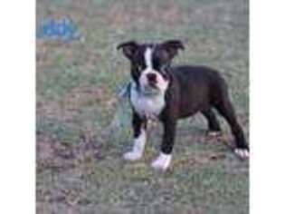 Boston Terrier Puppy for sale in Kyle, TX, USA