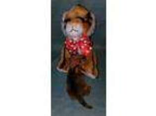 Dachshund Puppy for sale in Attalla, AL, USA