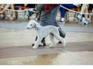 Bedlington Terrier Puppy for sale in Spring, TX, USA