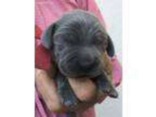 Weimaraner Puppy for sale in Edinburg, TX, USA