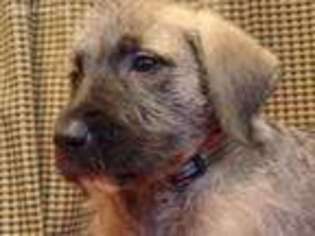 Irish Wolfhound Puppy for sale in Crooksville, OH, USA