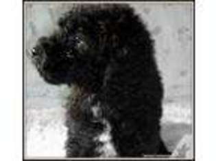 Labradoodle Puppy for sale in MONTAGUE, MI, USA