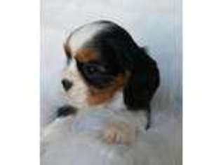 Cavalier King Charles Spaniel Puppy for sale in Holden, MO, USA