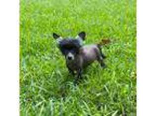 Chinese Crested Puppy for sale in Knoxville, TN, USA