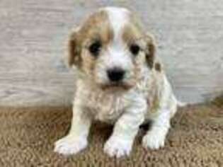 Cavachon Puppy for sale in Saint James, MO, USA