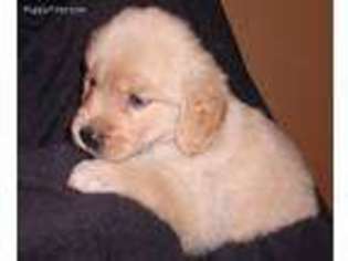 Golden Retriever Puppy for sale in Jackson, MI, USA