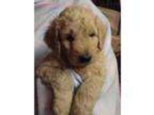 Goldendoodle Puppy for sale in Purdy, MO, USA