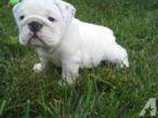 Bulldog Puppy for sale in HAZELWOOD, MO, USA