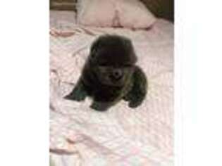 Chow Chow Puppy for sale in Freeport, TX, USA