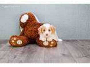 Cavapoo Puppy for sale in Cincinnati, OH, USA