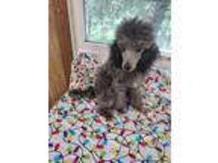 Mutt Puppy for sale in Seneca, SC, USA