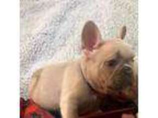 French Bulldog Puppy for sale in Union City, TN, USA