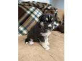 Siberian Husky Puppy for sale in Albany, OH, USA