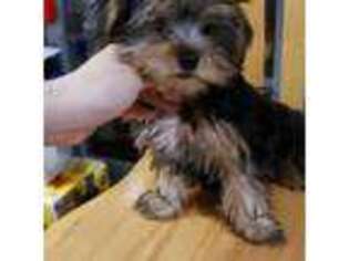 Yorkshire Terrier Puppy for sale in Brighton, MA, USA