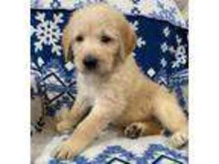 Labradoodle Puppy for sale in Battle Lake, MN, USA