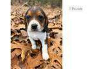 Beagle Puppy for sale in Fort Smith, AR, USA