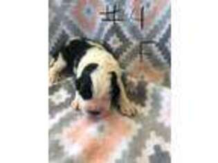 Saint Bernard Puppy for sale in Bradford, IL, USA