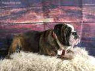 Bulldog Puppy for sale in Harrisburg, IL, USA