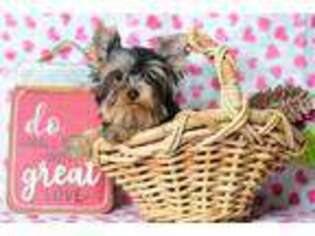 Yorkshire Terrier Puppy for sale in Richmond, IN, USA