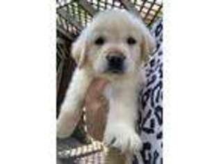 Labrador Retriever Puppy for sale in Greenfield, IN, USA