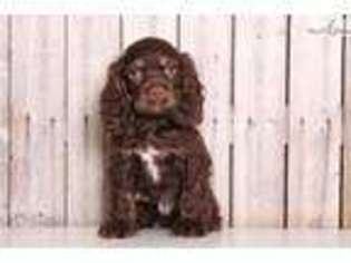 Cocker Spaniel Puppy for sale in Columbus, OH, USA