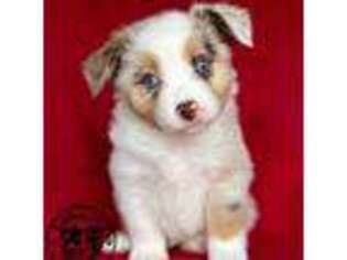 Miniature Australian Shepherd Puppy for sale in Buchanan, GA, USA