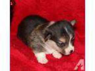 Pembroke Welsh Corgi Puppy for sale in PADUCAH, KY, USA