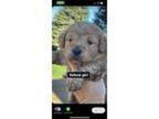 Goldendoodle Puppy for sale in Russell, MN, USA