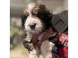 Mutt Puppy for sale in Brunswick, MD, USA