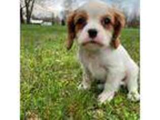 Cavalier King Charles Spaniel Puppy for sale in Dayton, VA, USA
